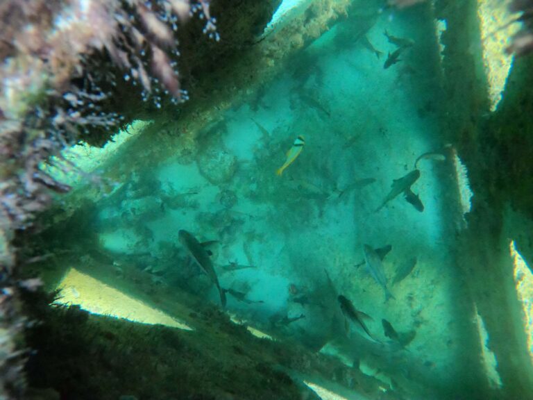 Arrecifes Modulares Artificiales - Arrecifes para Protección Costera